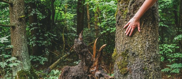 les conséquences de la déforestation sur notre société et la biodiversité