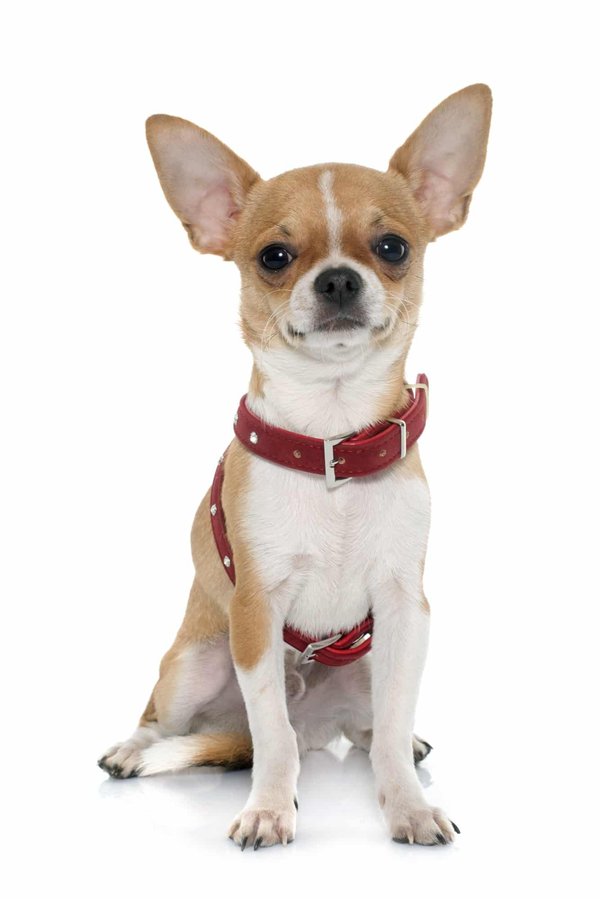 Harnais pour chihuahua: avis sur les meilleurs de cet accessoire